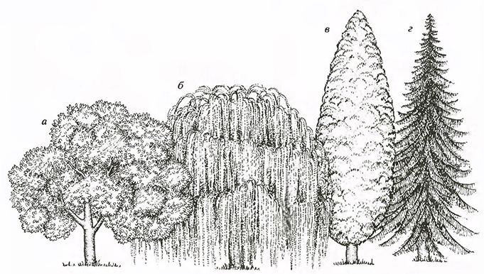 Форма деревьев