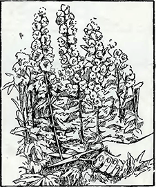 Рисунок 1. Срезка цветов ножницами