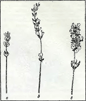 Рисунок 1. Сбор цветов лаванды