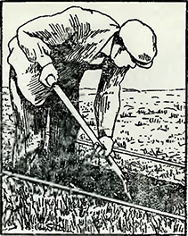 Рисунок 1. Подготовка участков для посадки шпалерных растений