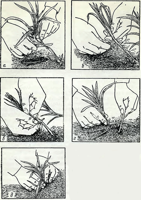 Рисунок 1. Размножение красной гвоздики отводками
