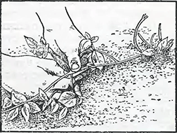 Рисунок 1. Размножение ломоноса отводками
