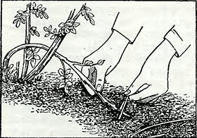 Рисунок 1. Укоренение концов побегов вьющихся роз