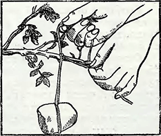 Рисунок 2. Укоренение концов побегов вьющихся роз