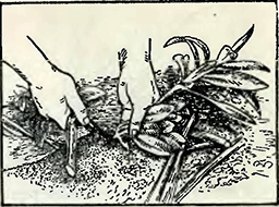 Рисунок 3. Размножение кустарников отводками