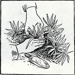 Рисунок 1. Известкование красной гвоздики