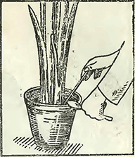 Рисунок 1. Удобрение растений в теплицах