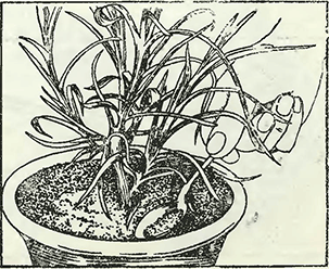 Рисунок 3. Удобрение растений в теплицах