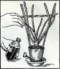 Рисунок 1. Содержание кактусов в чистоте