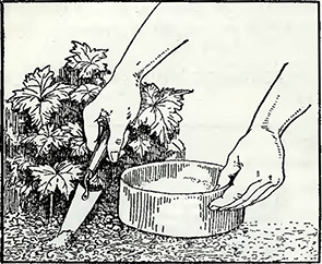 Рисунок 2. Борьба с гусеницами
