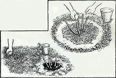 Рисунок 1. Предохранение растений от повреждения слизнями