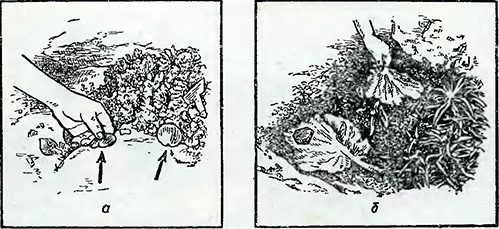 Рисунок 1. Поражение слизнями бордюрных растений