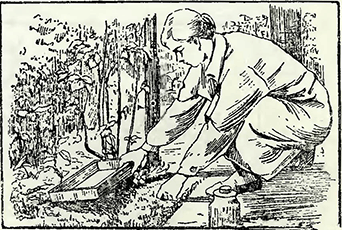 Рисунок 1. Борьба с древесной тлей