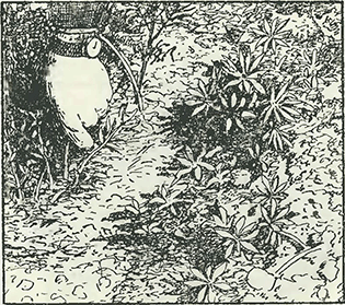 Рисунок 1. Прореживание бордюрных растений