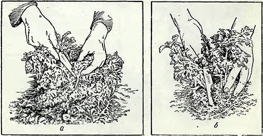 Рисунок 1. Деление бордюрных хризантем