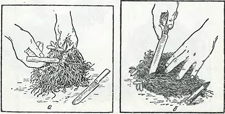 Рисунок 1. Деление далматской ромашки