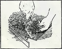Рисунок 1. Пересадка рассады из посевных ящиков