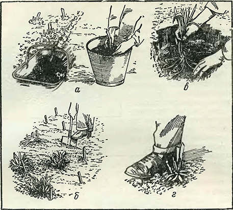 Рисунок 1. Посадка бордюрных растений