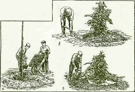 Рисунок 1. Посадка декоративных деревьев