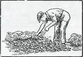 Рисунок 3. Предохранение растений открытого грунта
