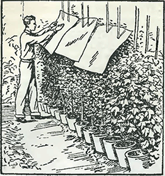 Рисунок 1. Защита хризантем от заморозков