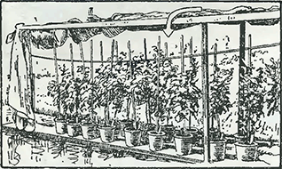 Рисунок 2. Защита хризантем от заморозков