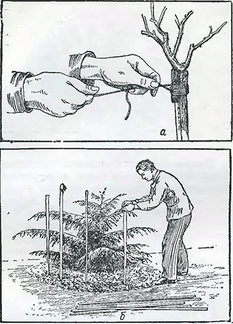 Рисунок 1. Предохранение растений от повреждения ветрами