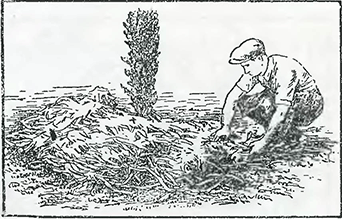 Рисунок 1. Защита высаженных луковиц (клубней)