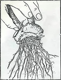 Рисунок 1. Уборка гладиолусов