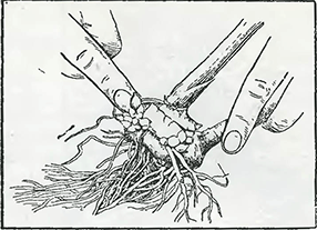 Рисунок 2. Уборка гладиолусов