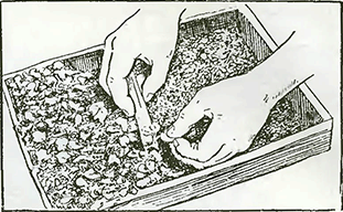 Рисунок 1. Выкопка сеянцев из посевных ящиков