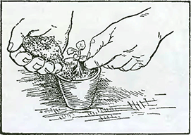 Рисунок 1. Высадка рассады в цветочные горшки