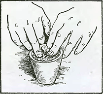 Рисунок 2. Высадка рассады в цветочные горшки