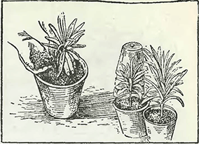 Рисунок 2. Пересадка растений в горшки большего размера