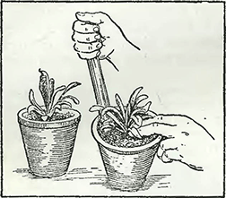 Рисунок 3. Пересадка растений в горшки большего размера