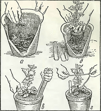 Рисунок 1. Пересадка в горшки хризантем
