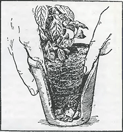 Рисунок 2. Пересадка растений