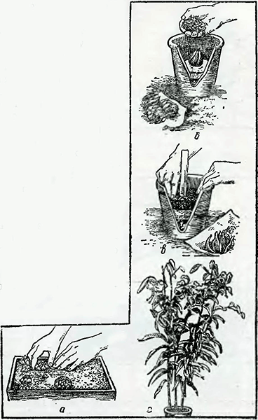 Рисунок 1. Посадка в горшки луковиц лилий