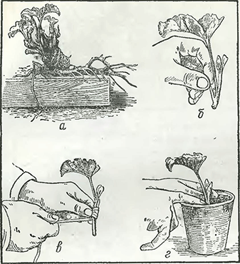 Рисунок 1. Зелёное черенкование мальвы