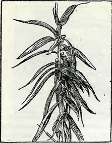 Рисунок 1. Выращивание лилий из воздушных пазушных луковиц
