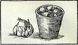 Рисунок 1. Размножение лилий чешуйками луковиц 