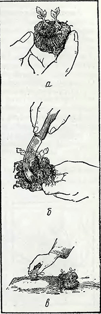 Рисунок 1. Деление луковиц бегонии
