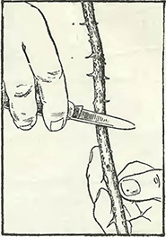 Рисунок 1. Прививка (трансплантация)