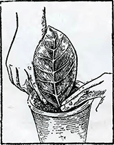 Рисунок 2. Размножение глоксиний листьями