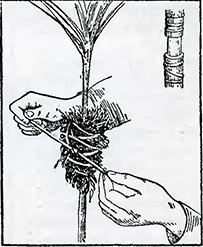 Рисунок 1. Укоренение стеблей растений