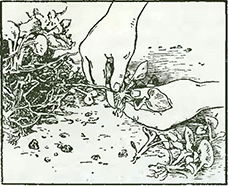 Рисунок 1. Размножение фиалок