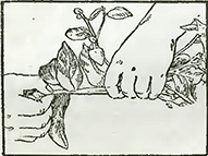 Рисунок 1. Обрезка цеанотуса