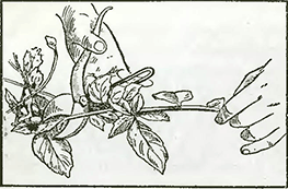 Рисунок 2. Обрезка цеанотуса
