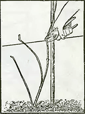 Рисунок 2. Обрезка крупноцветного ломоноса