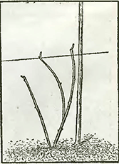 Рисунок 3. Обрезка крупноцветного ломоноса